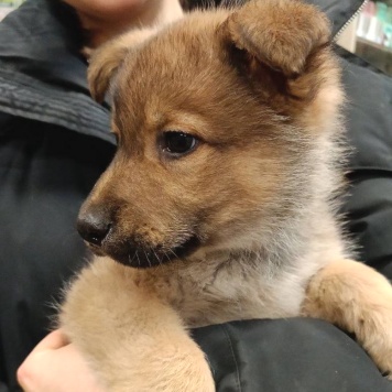 Собаки в добрые руки - Катя