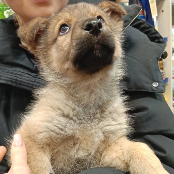 Собаки в добрые руки - Катя - 1