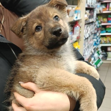 Собаки в добрые руки - Катя - 2