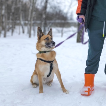 Собаки в добрые руки - Бро - 1