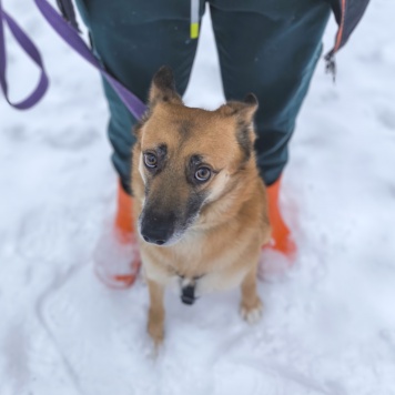 Собаки в добрые руки - Бро - 2