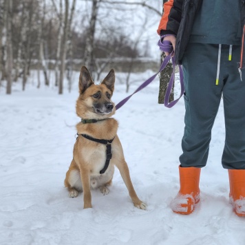Собаки в добрые руки - Бро - 3