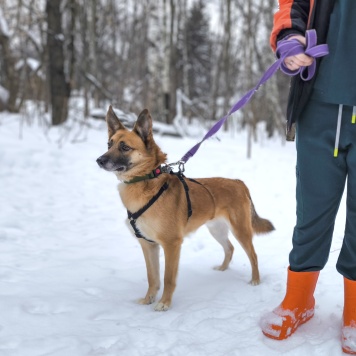 Собаки в добрые руки - Бро - 4