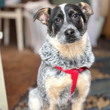 Собаки в добрые руки - Пеги