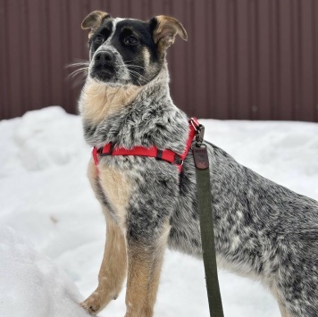 Собаки в добрые руки - Пеги - 1