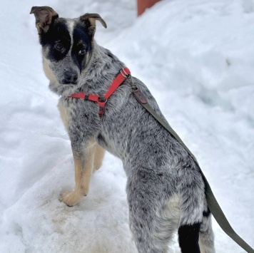 Собаки в добрые руки - Пеги - 2