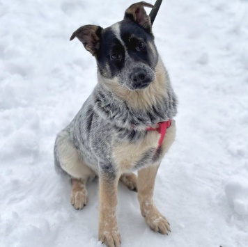 Собаки в добрые руки - Пеги - 3