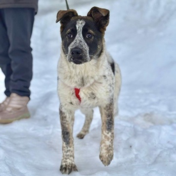 Байкал - Собаки в добрые руки
