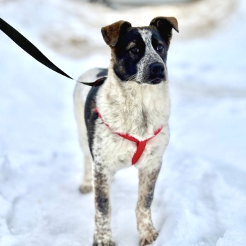 Собаки в добрые руки - Байкал - 1