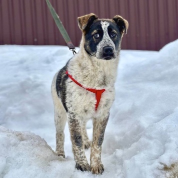 Собаки в добрые руки - Байкал - 2