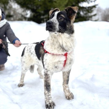 Собаки в добрые руки - Байкал - 3