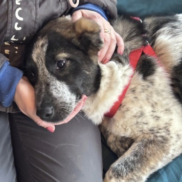 Собаки в добрые руки - Байкал - 4