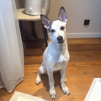 Собаки в добрые руки - Бобик