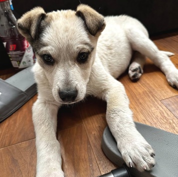 Собаки в добрые руки - Бобик - 1