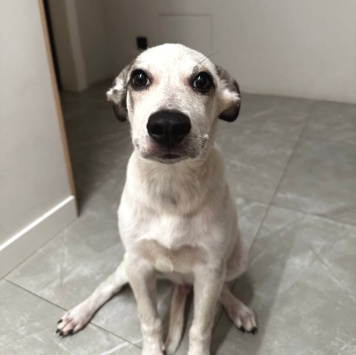 Собаки в добрые руки - Бобик - 2