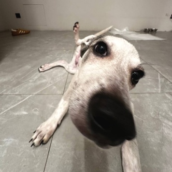 Собаки в добрые руки - Бобик - 3