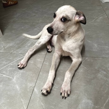 Собаки в добрые руки - Бобик - 4