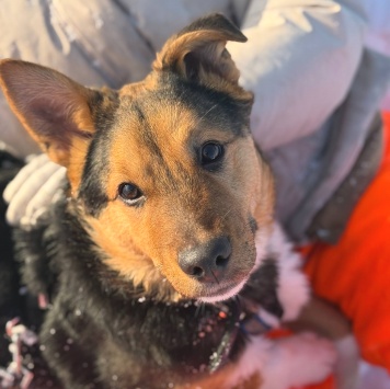 Собаки в добрые руки - Моцарт