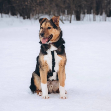 Собаки в добрые руки - Моцарт - 1