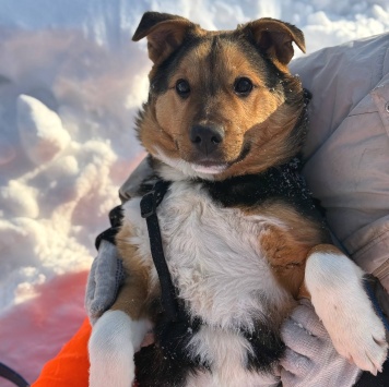 Собаки в добрые руки - Моцарт - 1