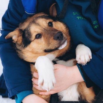 Моцарт - Собаки в добрые руки