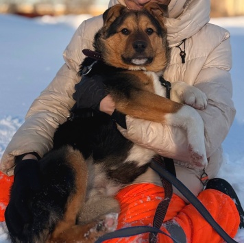 Собаки в добрые руки - Моцарт - 2