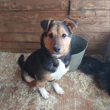 Собаки в добрые руки - Моцарт - 3