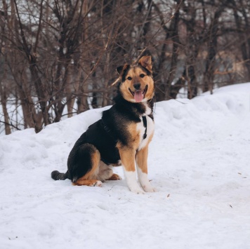 Собаки в добрые руки - Моцарт - 3