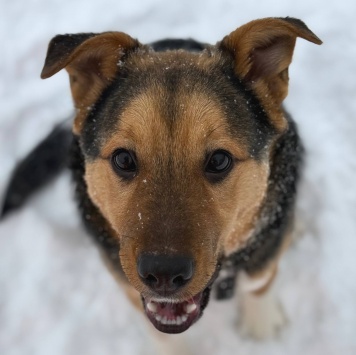 Собаки в добрые руки - Моцарт - 4