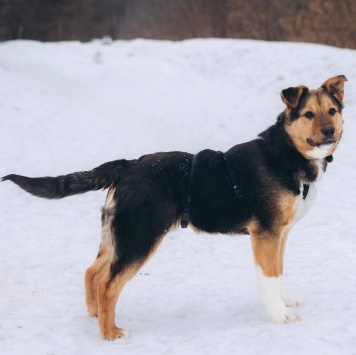 Собаки в добрые руки - Моцарт - 4