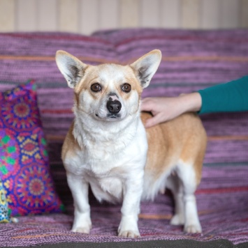 Собаки в добрые руки - Пеппа