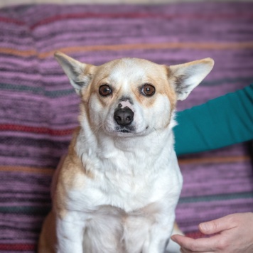 Собаки в добрые руки - Пеппа - 1