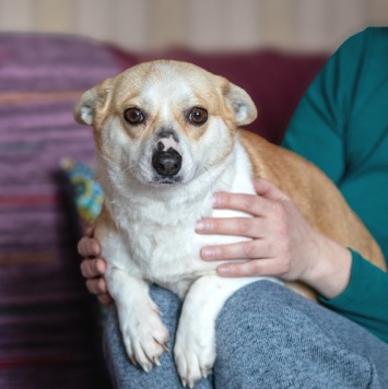 Собаки в добрые руки - Пеппа - 2