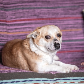 Собаки в добрые руки - Пеппа - 3