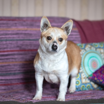 Собаки в добрые руки - Пеппа - 4