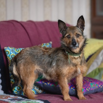 Собаки в добрые руки - Рокси