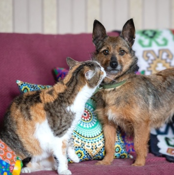 Собаки в добрые руки - Рокси - 1