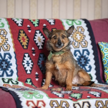 Собаки в добрые руки - Рокси - 2