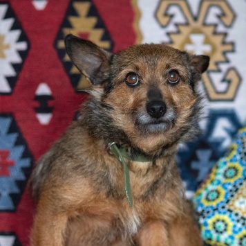 Собаки в добрые руки - Рокси - 3