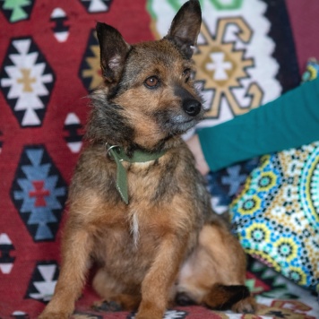 Собаки в добрые руки - Рокси - 4