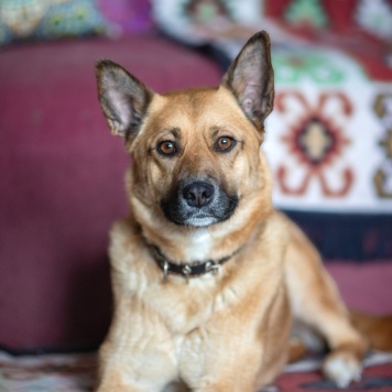 Собаки в добрые руки - Серафима