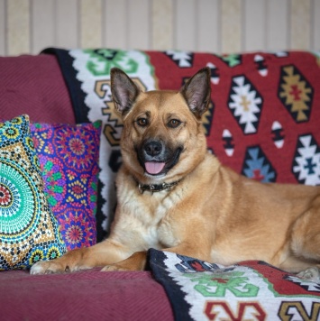 Собаки в добрые руки - Серафима - 1