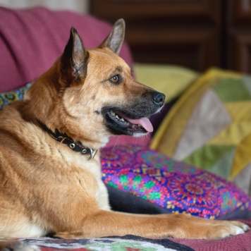 Собаки в добрые руки - Серафима - 3