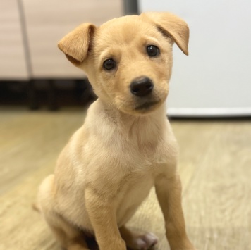 Собаки в добрые руки - Мия