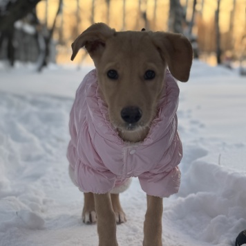 Собаки в добрые руки - Мия - 1