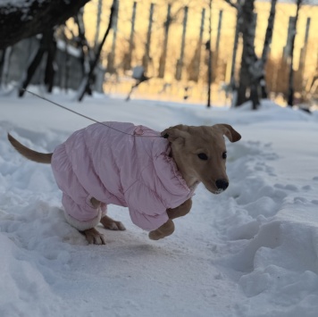 Собаки в добрые руки - Мия - 2