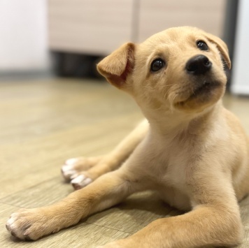 Собаки в добрые руки - Мия - 3