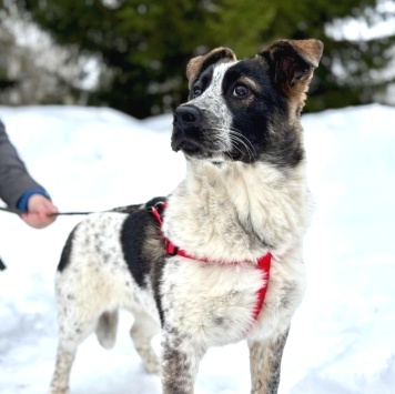 Собаки в добрые руки - Байкал
