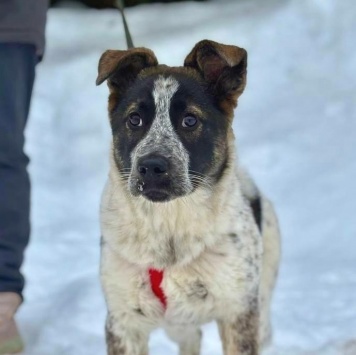 Собаки в добрые руки - Байкал - 1