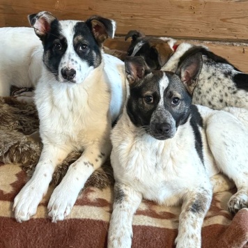 Собаки в добрые руки - Байкал - 2